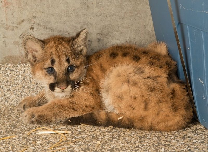 Illustration for article titled ZOMG BABY COUGARS!!! And A Little About the AZA